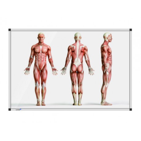 Whiteboard staande anatomieman 90x120 cm