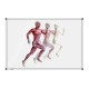 Whiteboard hardlop.anatomieman 100x150cm